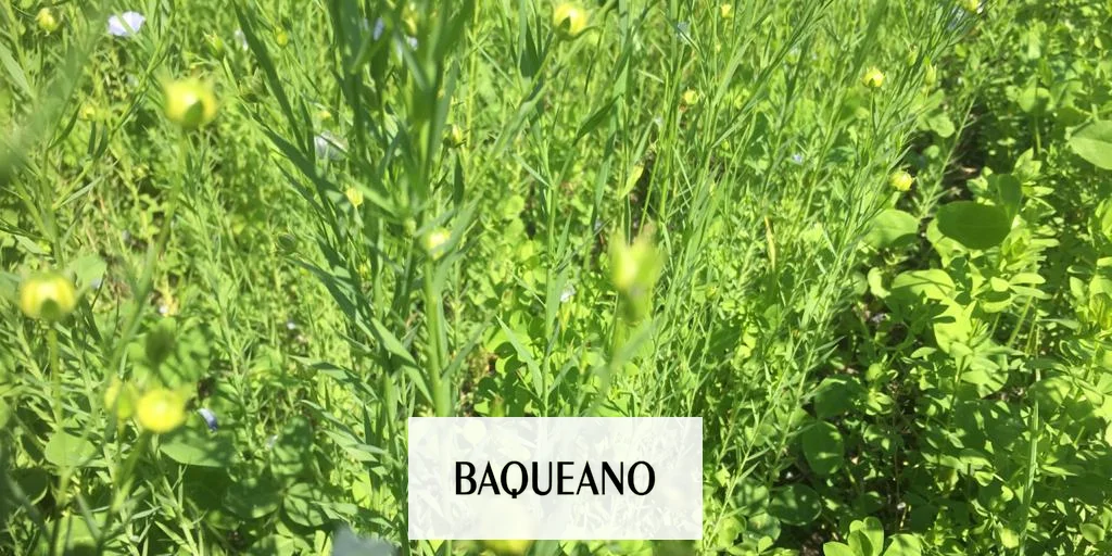 LINO COMO ESPECIALIDAD GOURMET