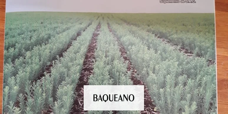 ¿Todavía no viste la última edición de Baqueano?