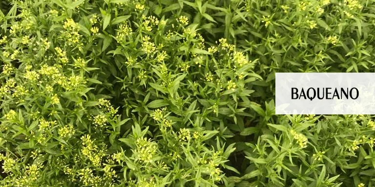 Camelina: un cultivo rápido para pasar el invierno