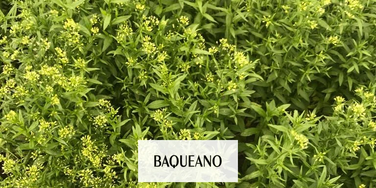 Camelina: un cultivo rápido para pasar el invierno
