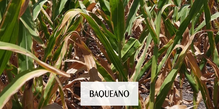 LA SEQUÍA SE IMPUSO EN ENTRE RIOS Y AFECTA LOS RINDES EN TODO EL PAIS