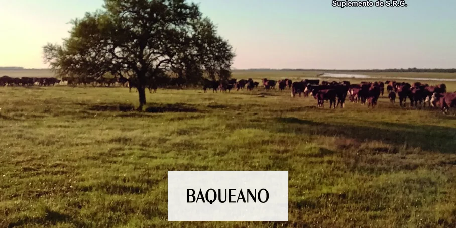 BAQUEANO 78