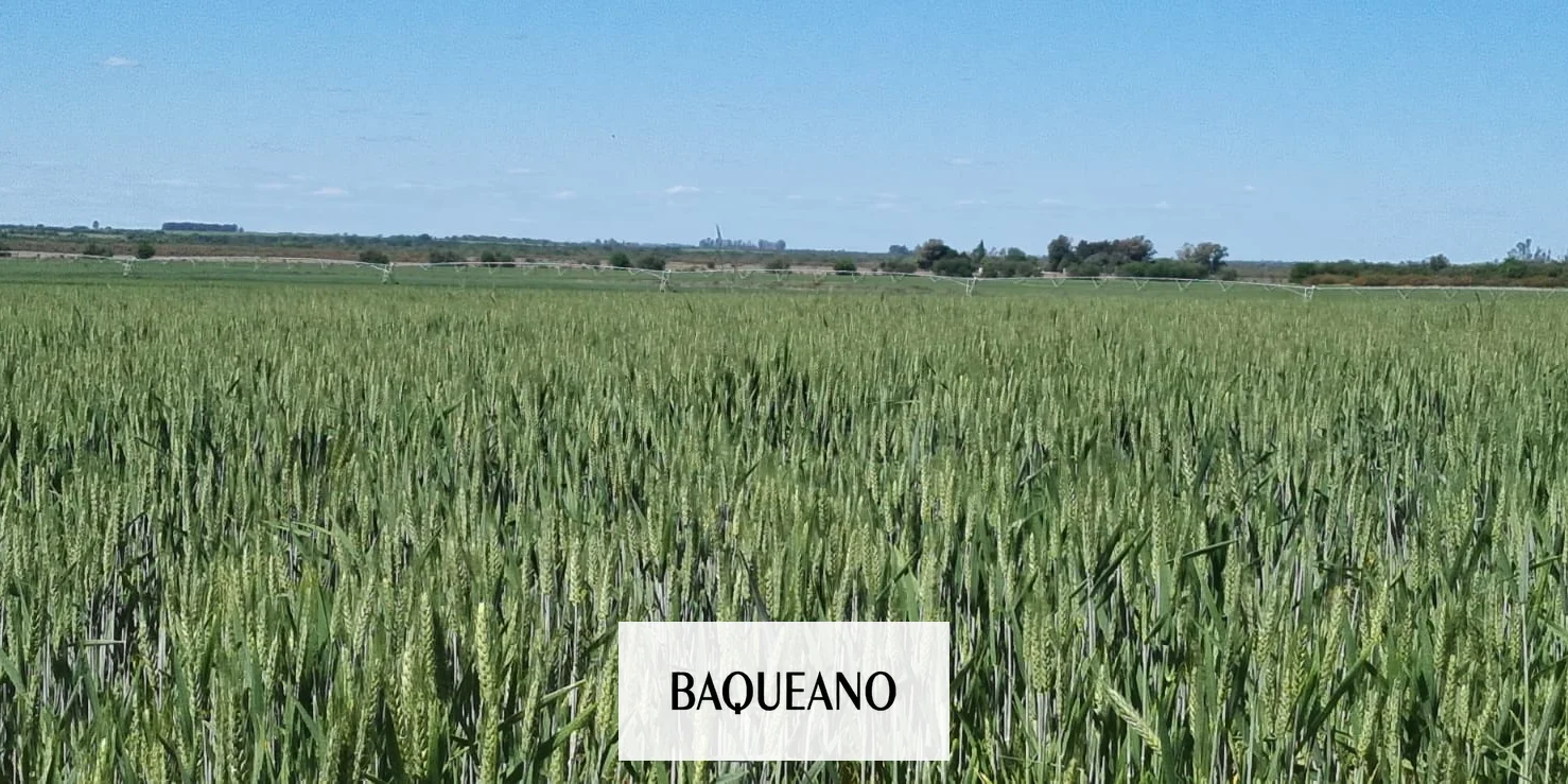 El rinde del trigo en Entre Rios se posicionaría  en 2.400 kg/ha, lo cual representa una disminución de 400 kg/ha en base a lo informado hace dos semanas