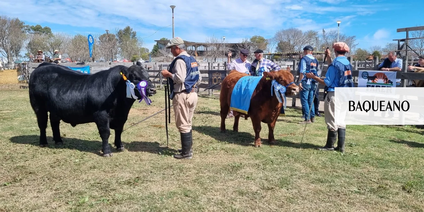 La Asociación Angus Fortalece su Presencia en el Litoral