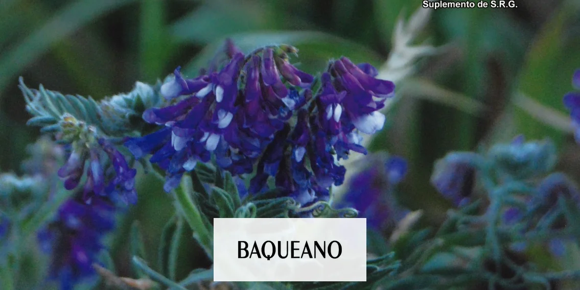 BAQUENO 85