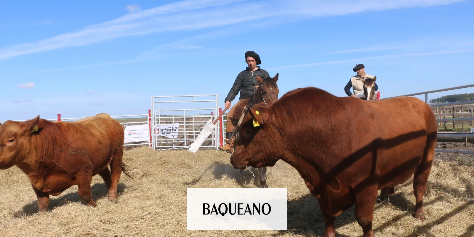 Innovación en el campo: Cabaña “El Arranque” presentó un proyecto  de cordero envasado al vacío y cerró un remate exitoso