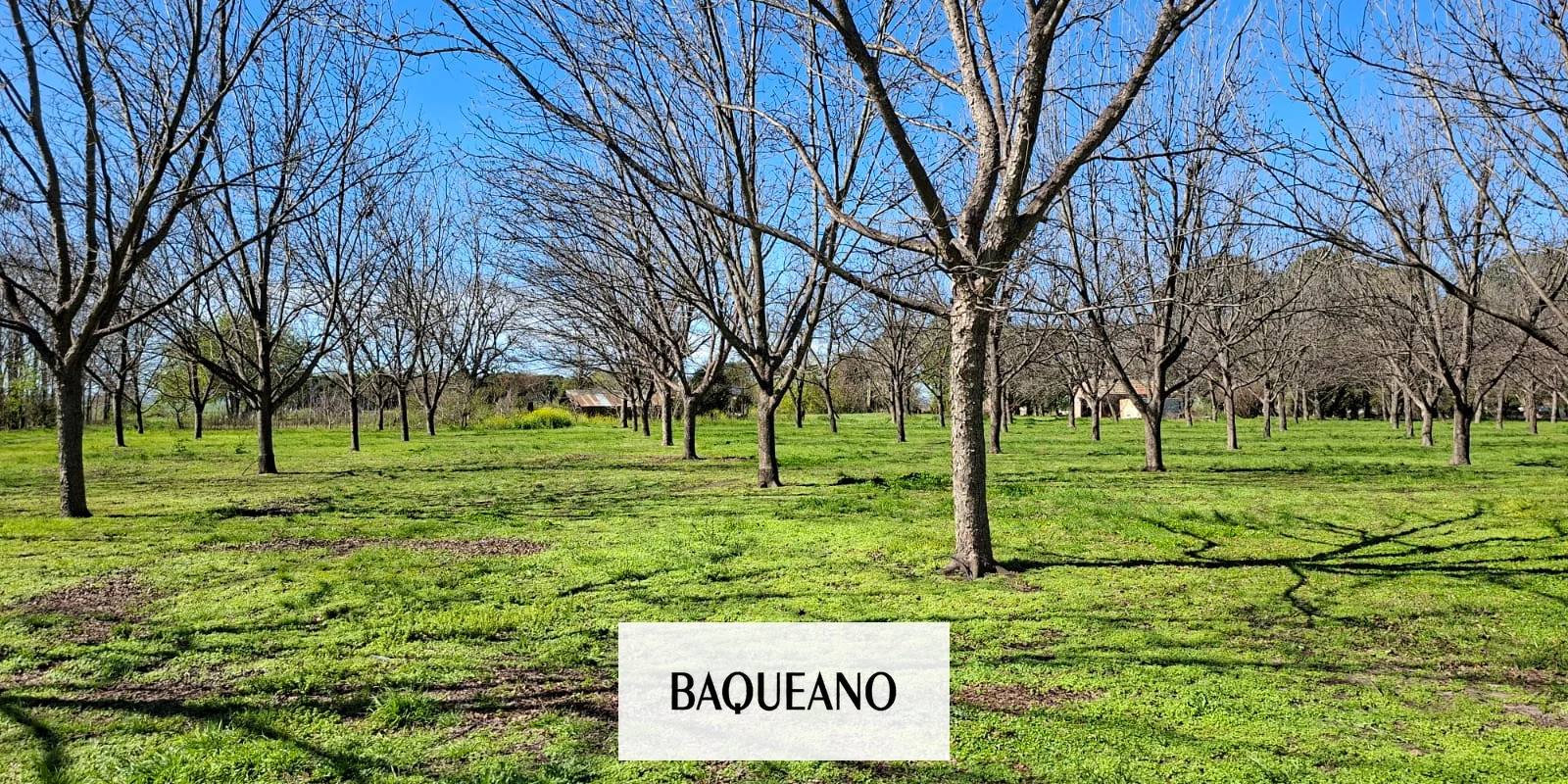 Nuez Pecán, una economía regional que crece en Entre Rios