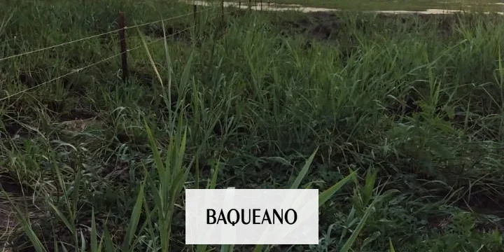 Tras los incendios en el delta, el productor isleño y miembro de Sociedad rural San Pedro advierte sobre los desafíos de la actividad