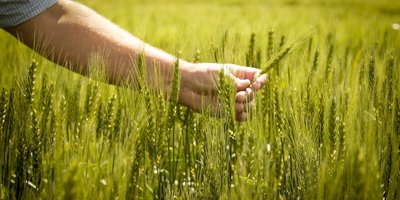 Wheat crop - LDC INTA.jpeg