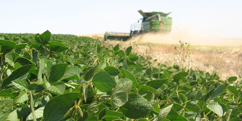agricultura-soja-infocampo.jpg