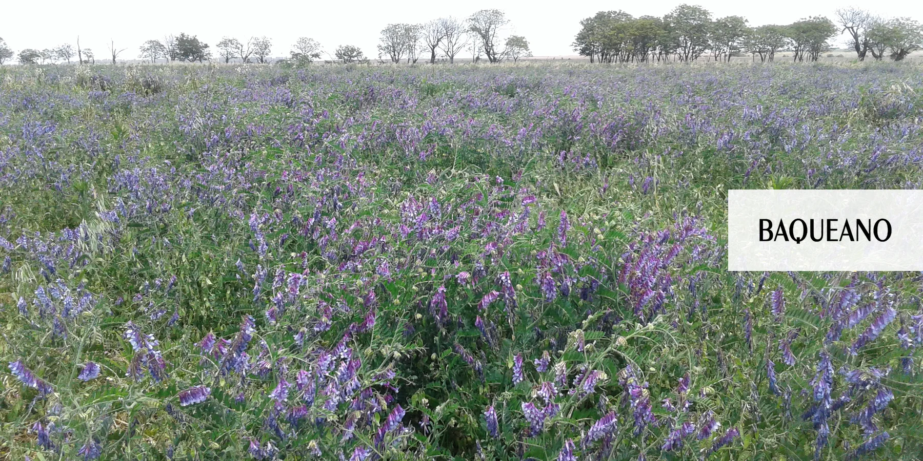 Avena Vicia al 70 % de floración