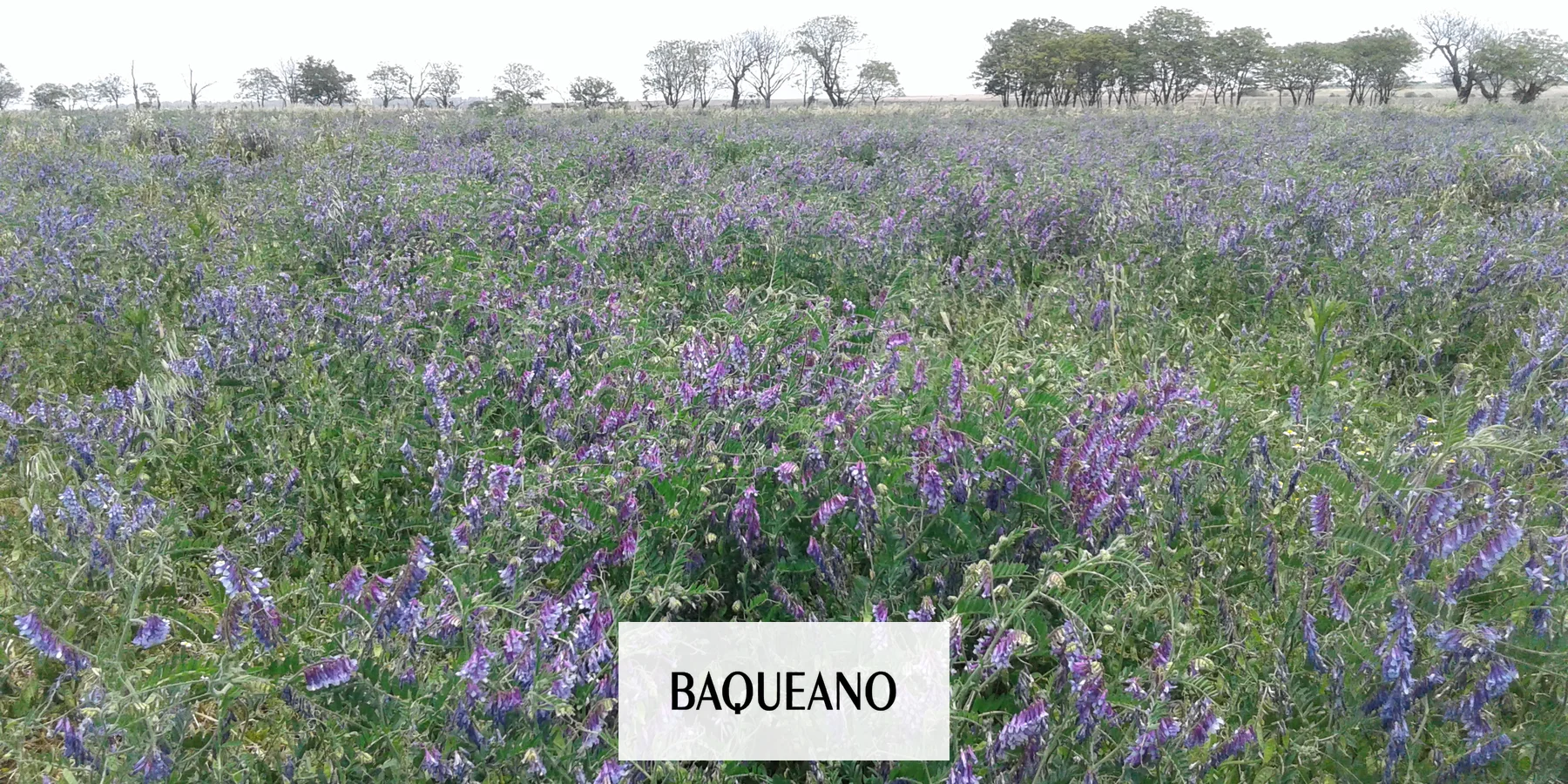 Avena Vicia al 70 % de floración