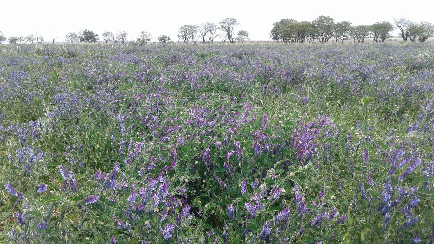 Avena Vicia al 70 % de floración