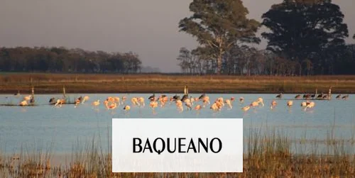 Los humedales pampeanos varían en su biodiversidad de aves acuáticas
