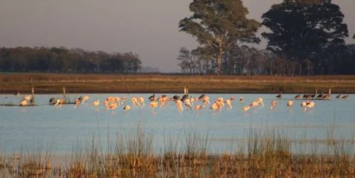 aves-flamencos-baja-cred Armando Rennella.jpg