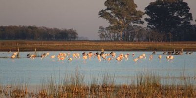 aves-flamencos-baja-cred Armando Rennella.jpg