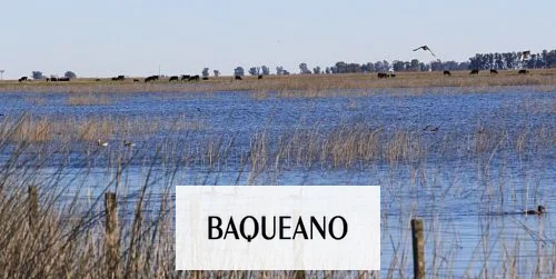 Los humedales pampeanos varían en su biodiversidad de aves acuáticas