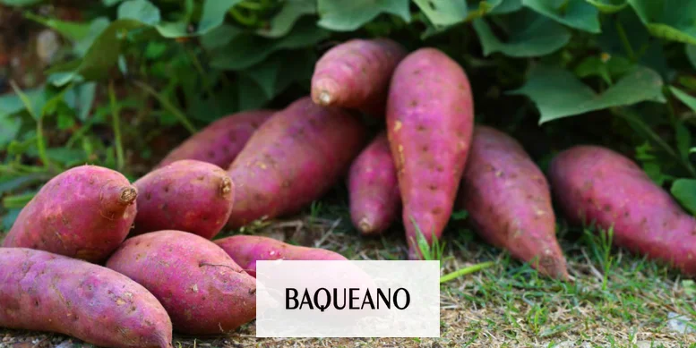 Proponen herramientas digitales para potenciar el cultivo de batata