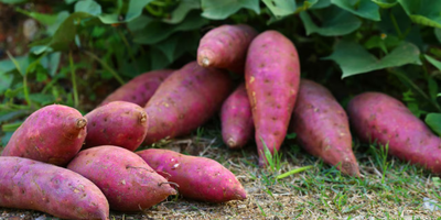 batatas.png