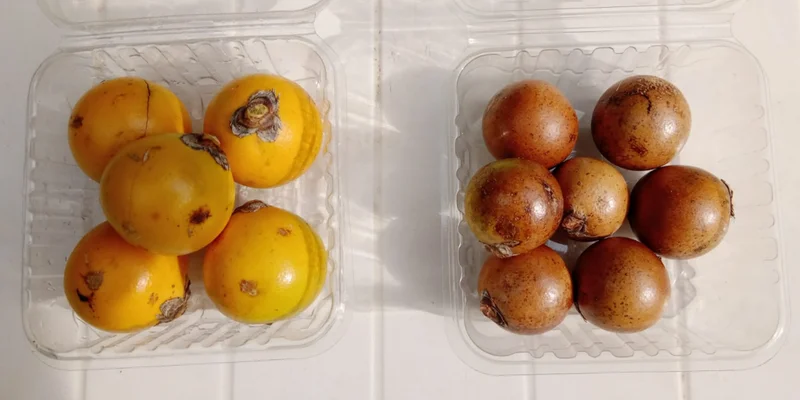 biocombustibles - frutos acrocomia.png