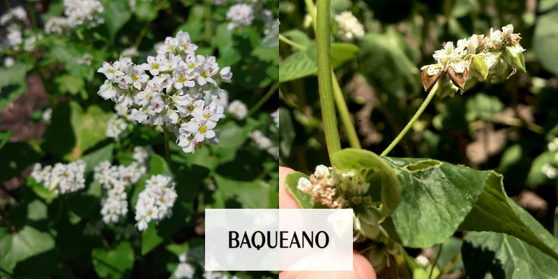 Trigo sarraceno: Un pseudocereal nutritivo en crecimiento