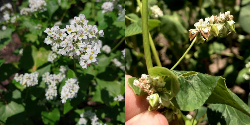 buckwheat-collage-flores.jpg