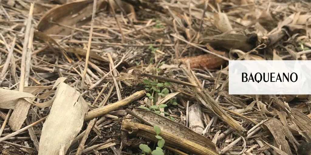 Camelina: un cultivo rápido para pasar el invierno