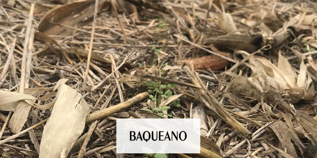 Camelina: un cultivo rápido para pasar el invierno