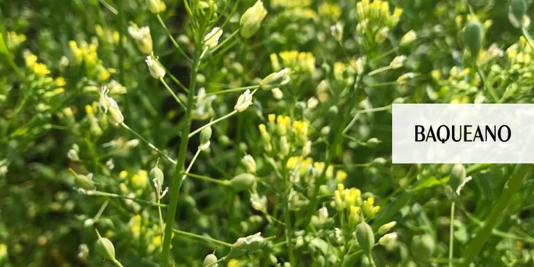 Camelina: un cultivo rápido para pasar el invierno