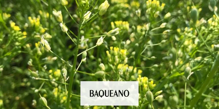 Camelina: un cultivo rápido para pasar el invierno
