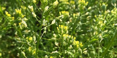 camelina.jpeg