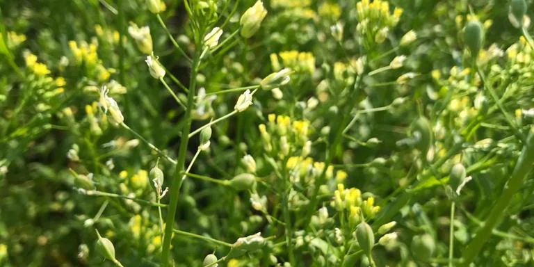 camelina.jpeg