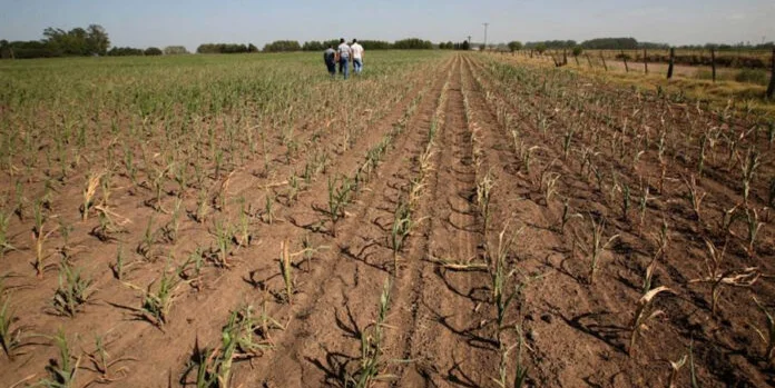 campo en La Pampa.jpg