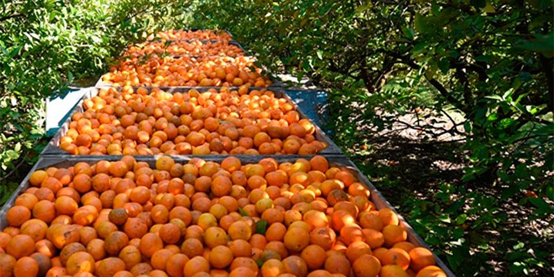 citricos.jpg