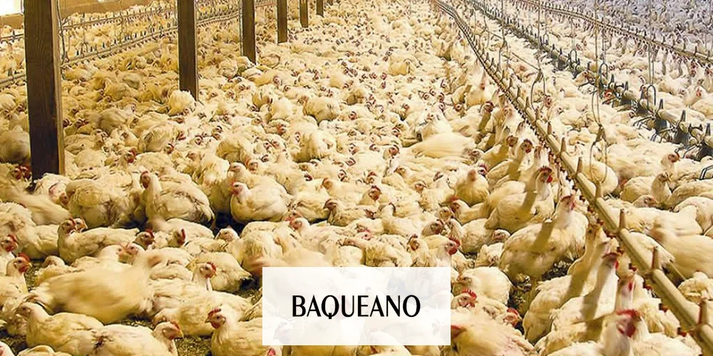 ARGENTINA PERDIÓ EL STATUS DE LIBRE DE INFLUENZA AVIAR