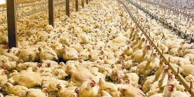 criadero-de-pollos.jpg