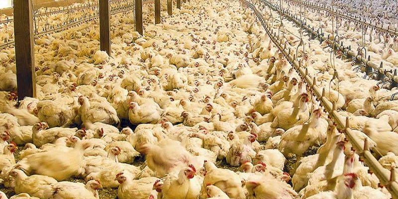 criadero-de-pollos.jpg