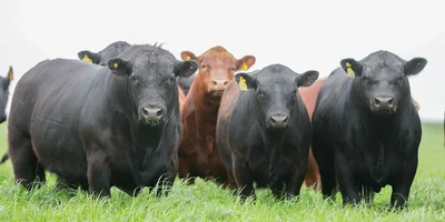 Toros angus Don Tuco