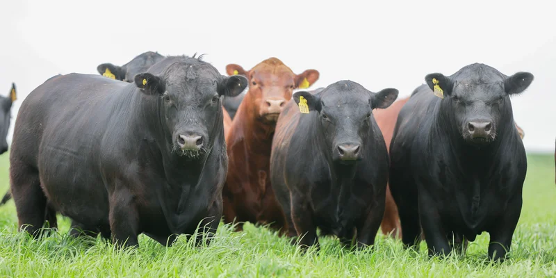 Toros angus Don Tuco