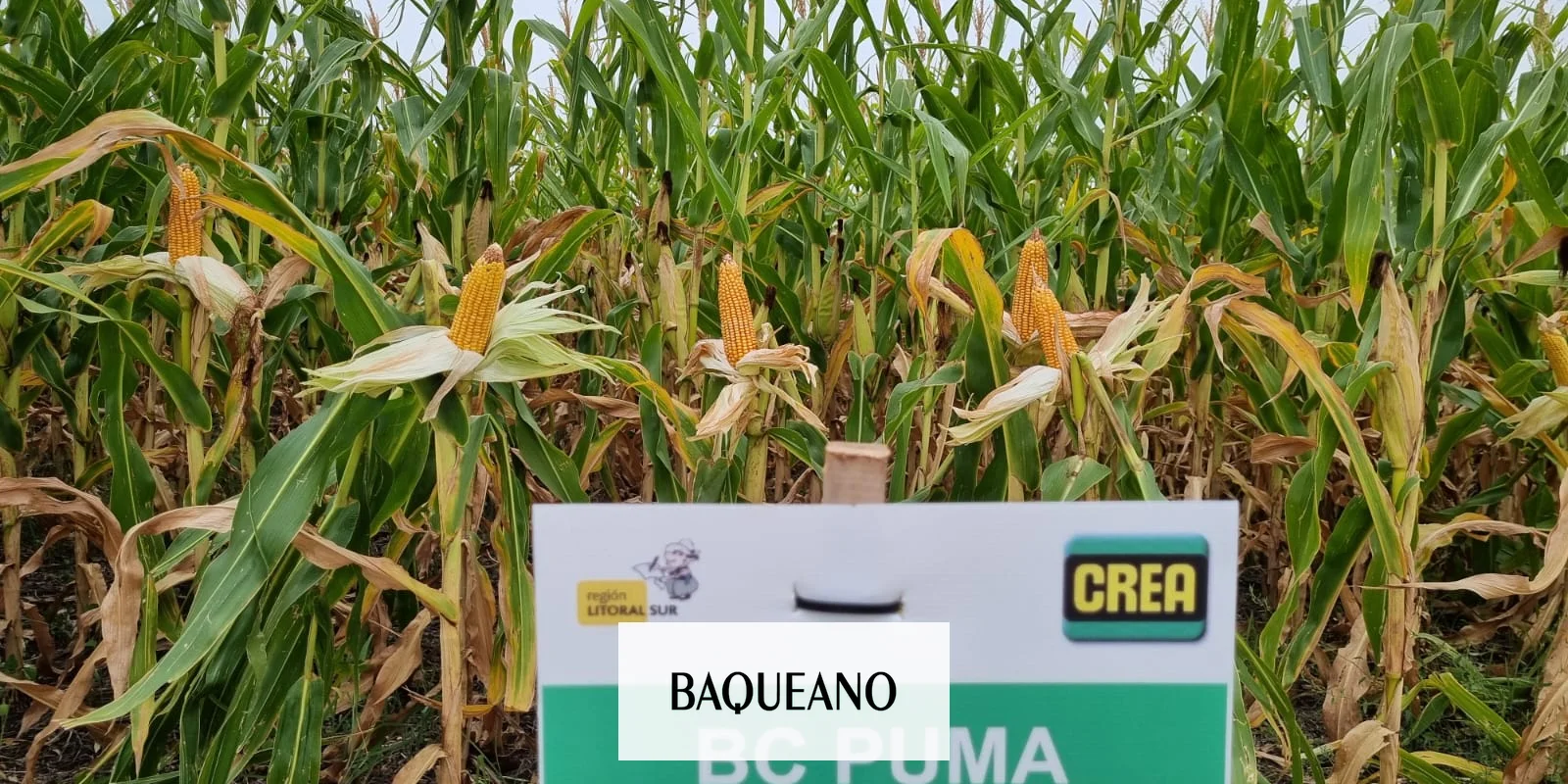Más Allá del Híbrido: Tres Revelaciones Clave que nos deja la Gira de Maíz de CREA