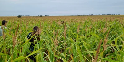 Reunion en Gilbert Ensayos de maíz