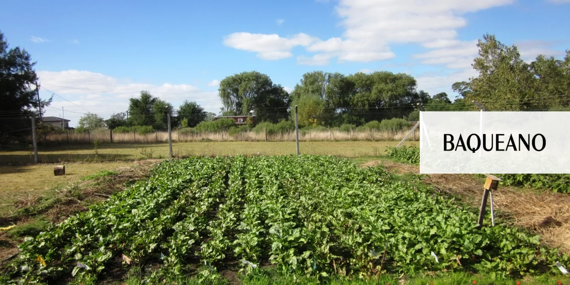 Las remolachas echan raíz en el campo argentino