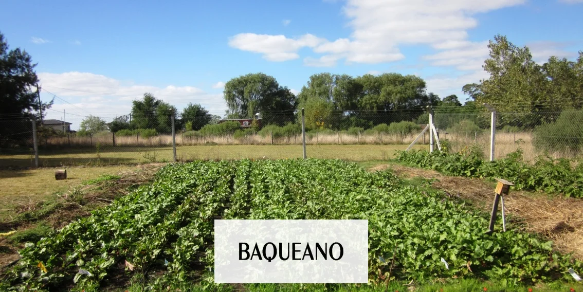 Las remolachas echan raíz en el campo argentino