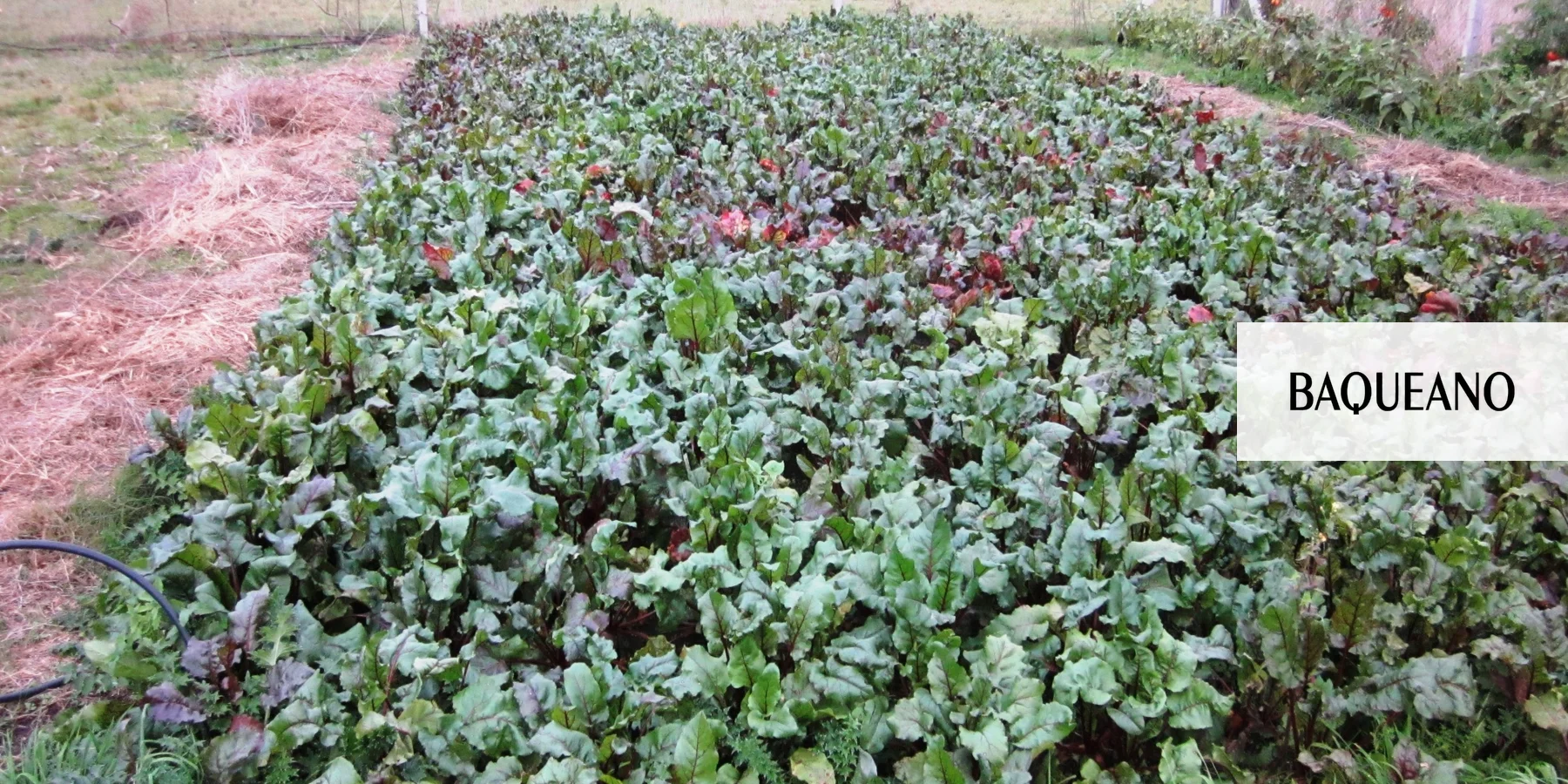 Las remolachas echan raíz en el campo argentino