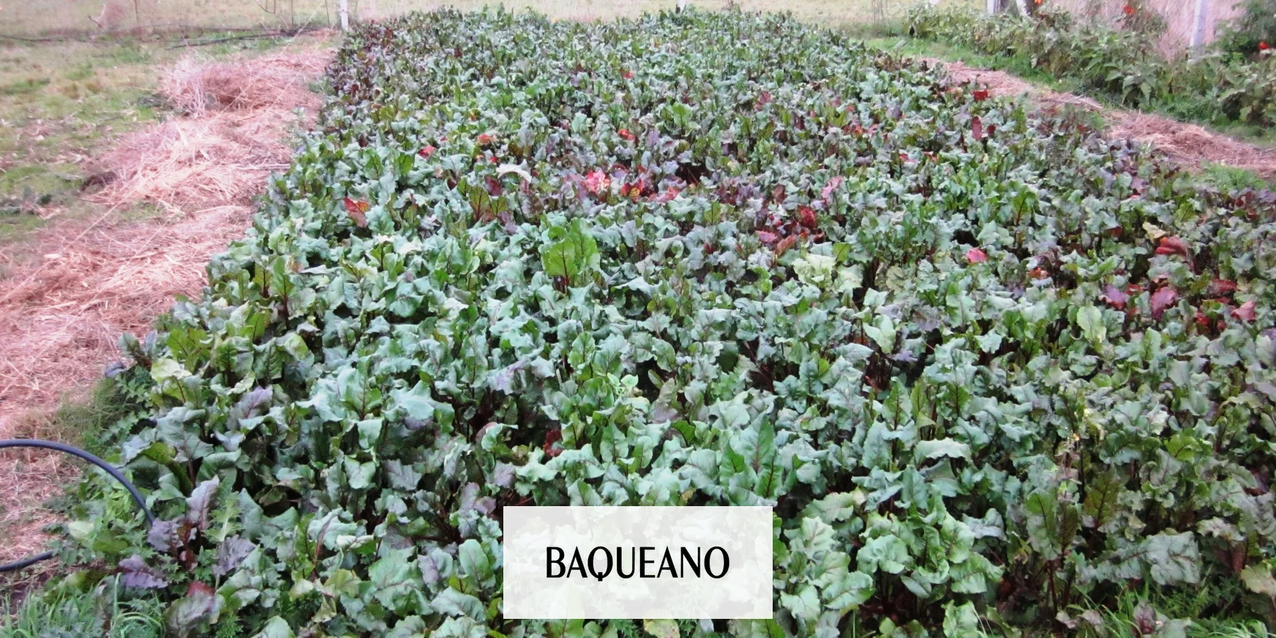 Las remolachas echan raíz en el campo argentino