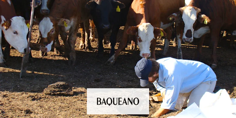 Los feedlots de la Pampa Húmeda podrían dejar de contaminar las aguas
