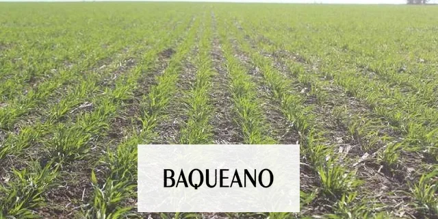 Dato mata relato, Raquel Chan la desarrolladora del trigo HB4 explicó a los concejales de Gualeguaychú para qué sirve esta tecnología