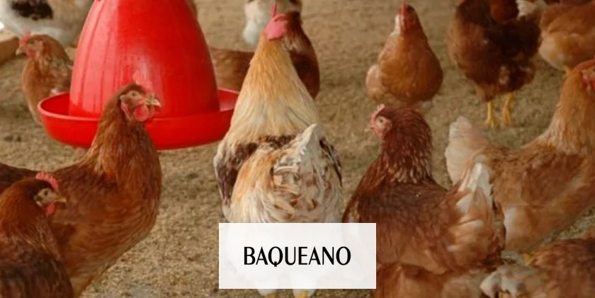 Ya son 14 los casos de Influenza Aviar en aves silvestres