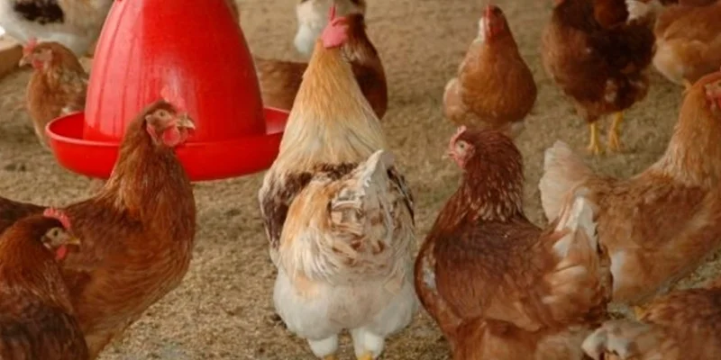 gallinero.jpg