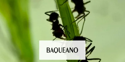 ¿Cómo deciden su menú las hormigas cortadoras?